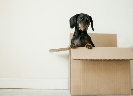 Boxes and belongings arranged for moving day